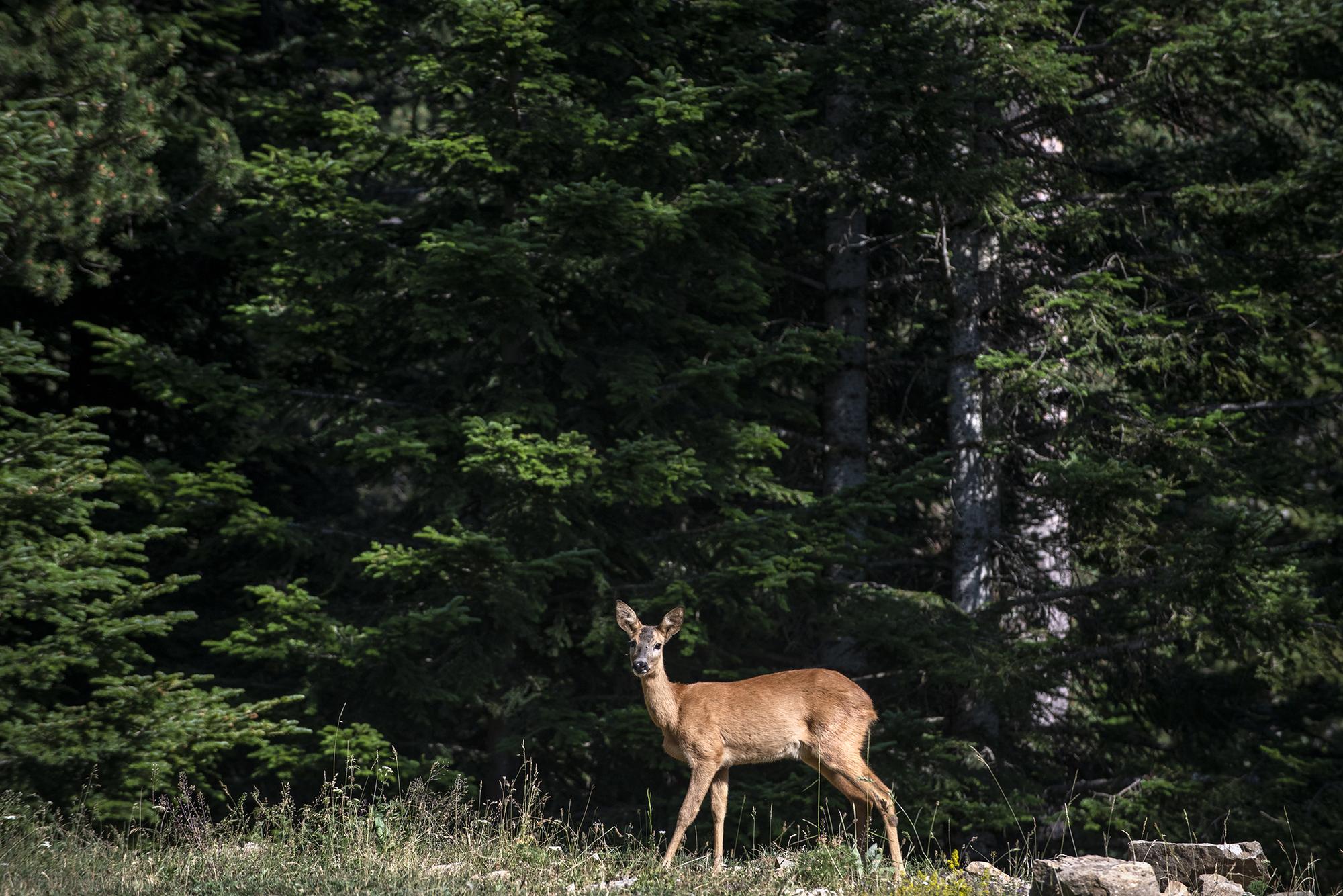 Trimestral 70 caza - 6